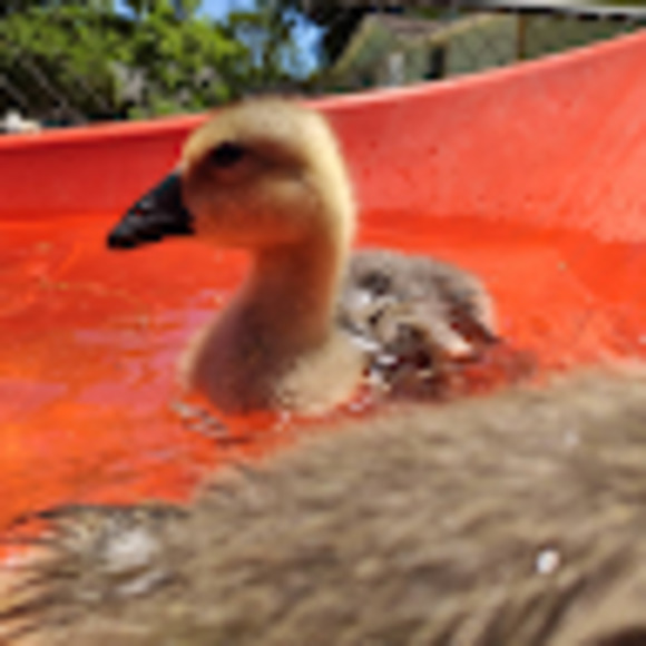 Meet your Posher, Abraham - Picture 1 of 1